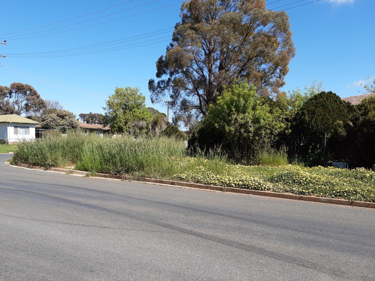 Overgrown nature strip on suburban block, long grass, weeds