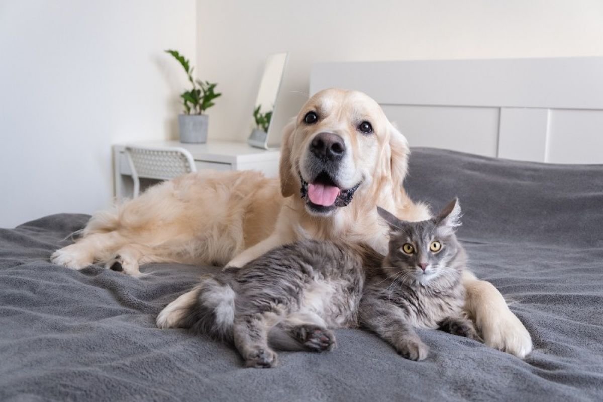 A dog and cat lying beside each other on a bed