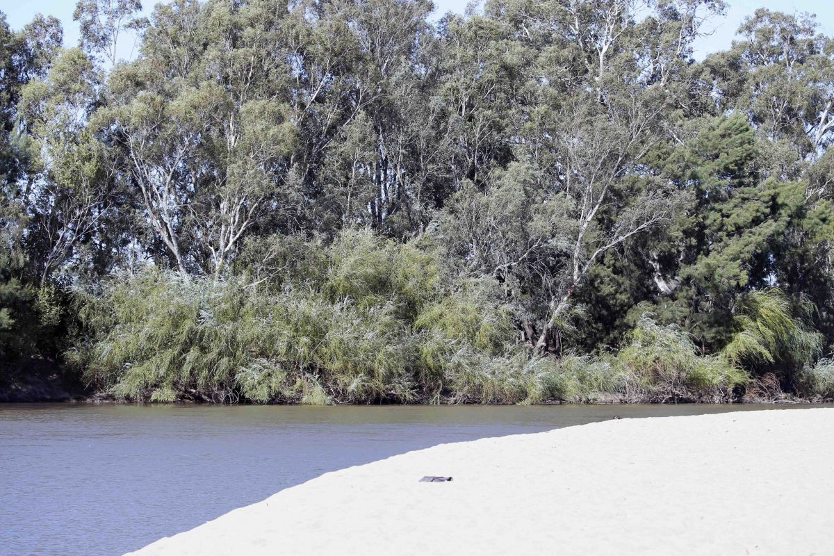 Willows along bank of Murrumbidgee River opposite Wagga Beach