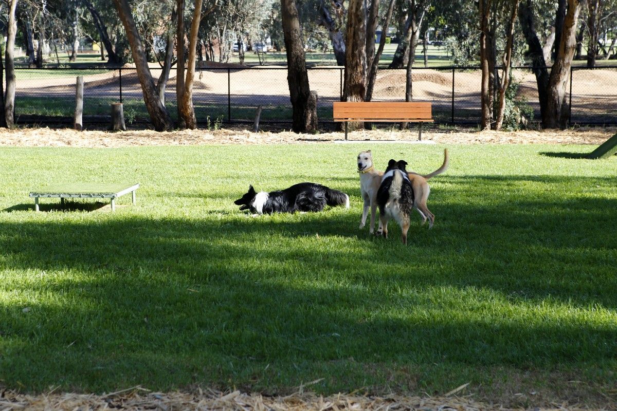 Three dogs lying and stand on green grass, with agility equipment nearby and a wood seat in the background.