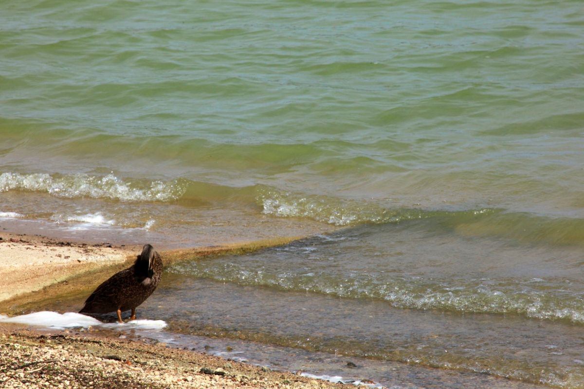 Bird paddling at water's edge of lake