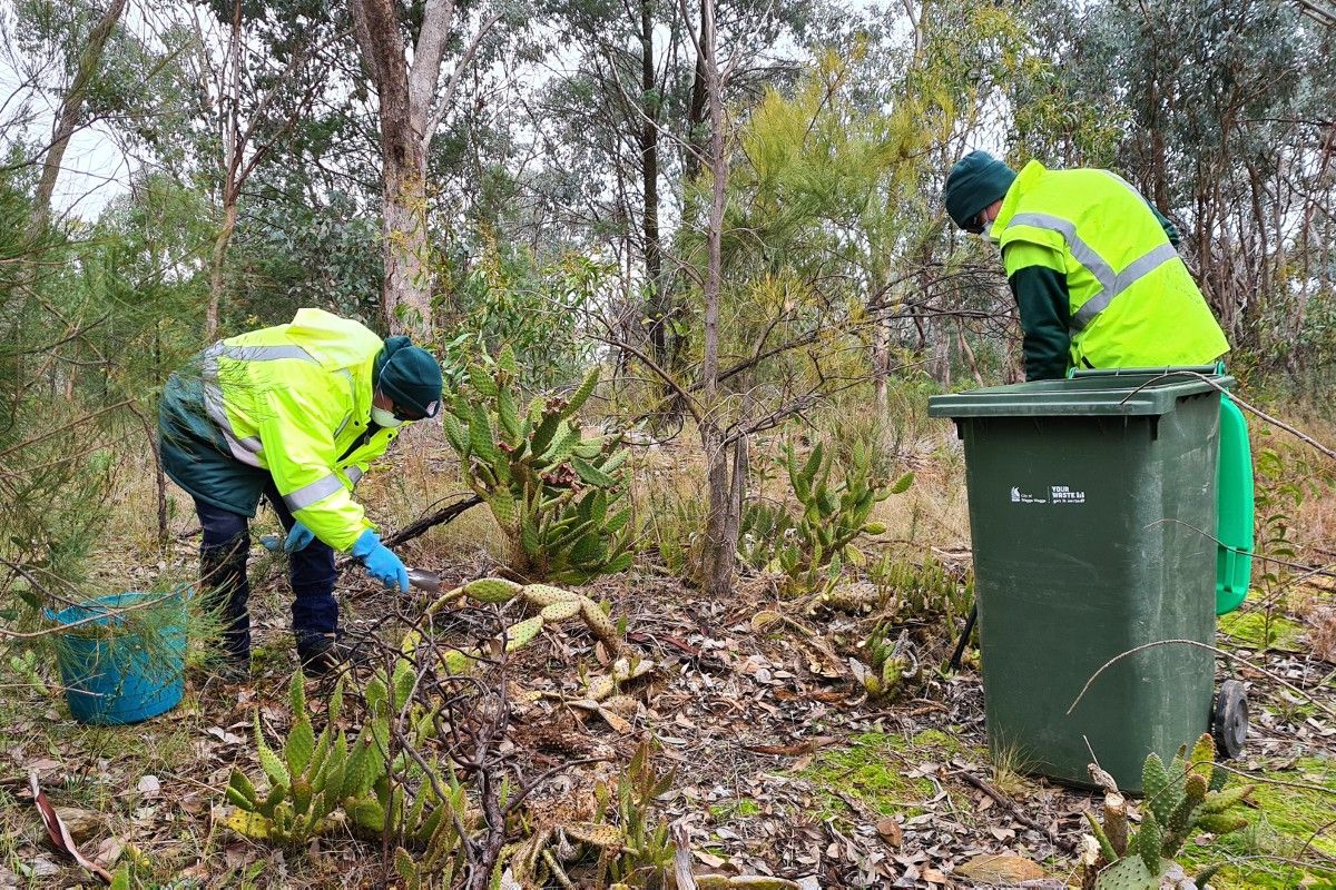 Vegetation officer clearing blind cactus