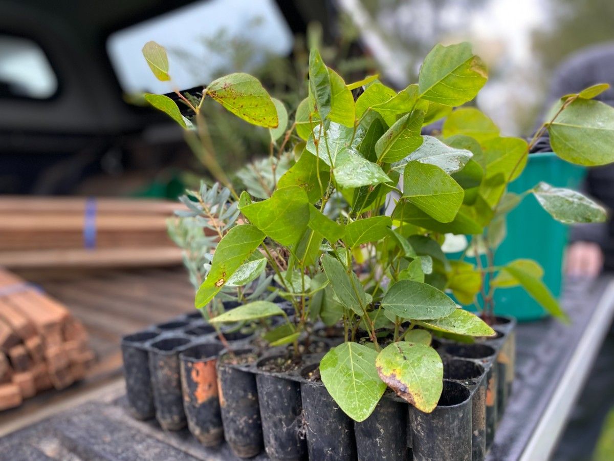 A punnet of native seedlings