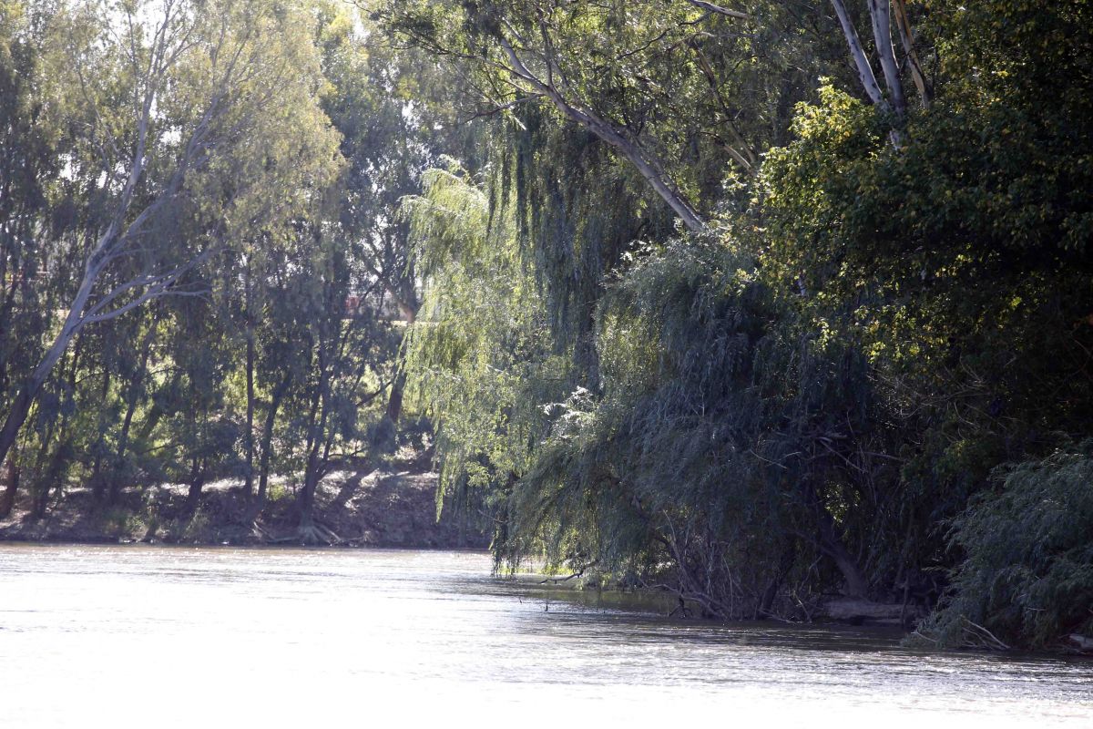 Willow trees along bank of Murrumbidgee River