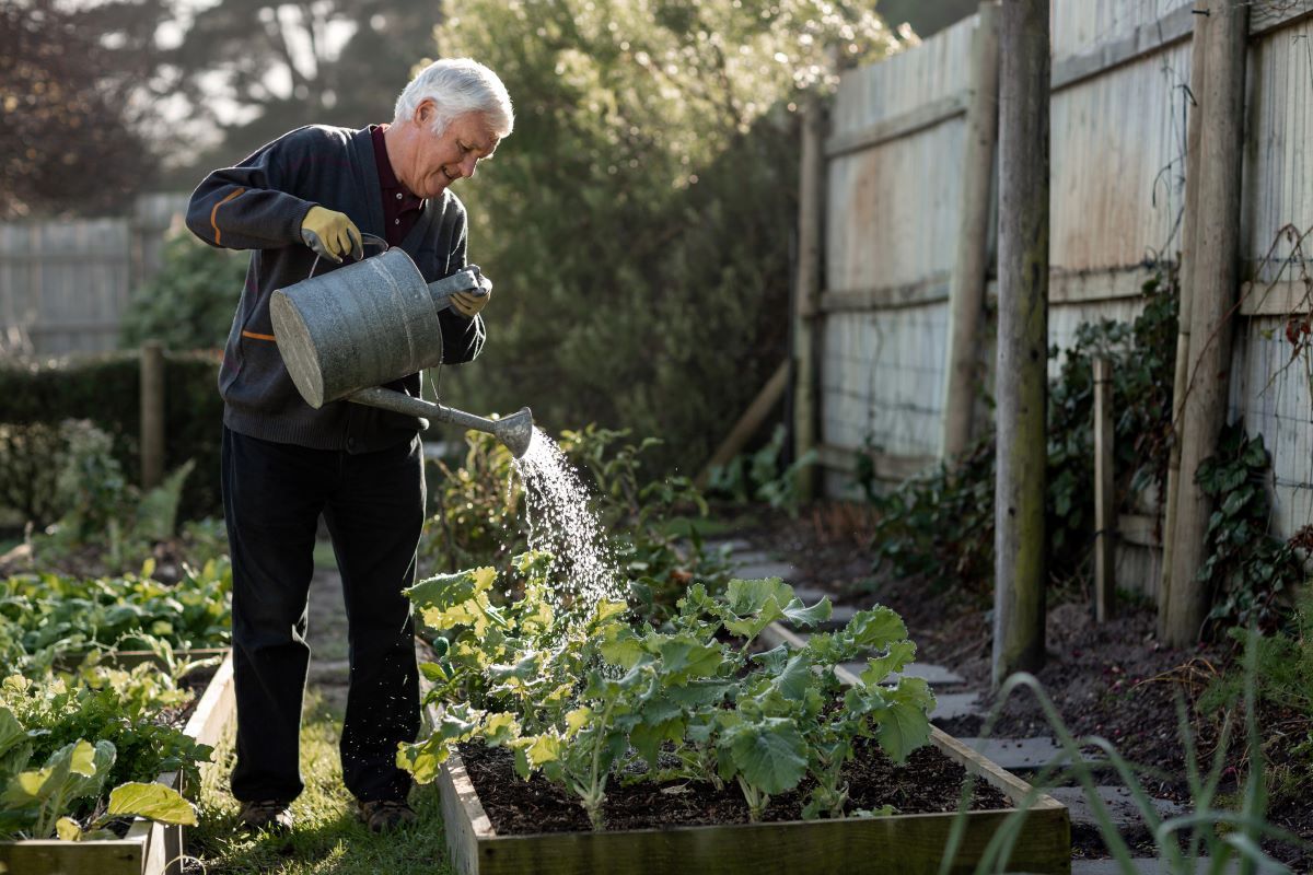 A senior man watering plants with a watering can