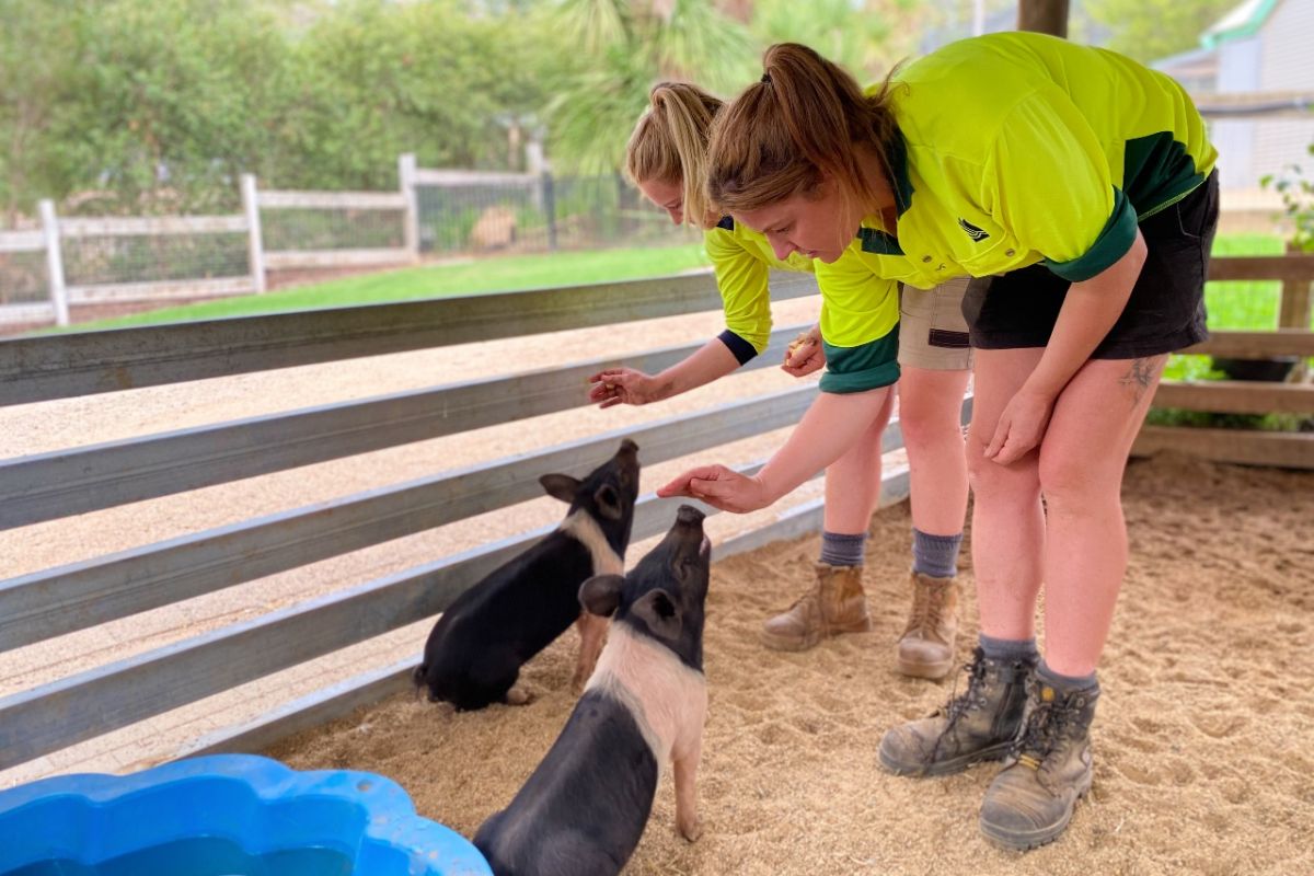 Two piglets being trained to zit by zoo curators