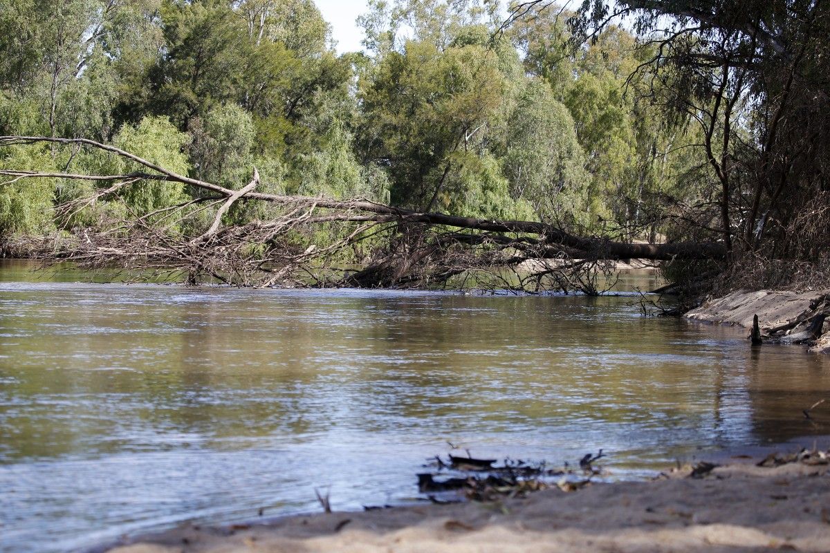 River, river bank, tree fallen into river