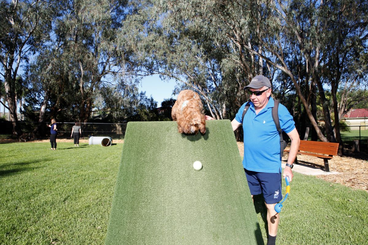 Brown dog on an angle ramp chasing a ball down the ramp with man in blue shirt standing next the ramp.