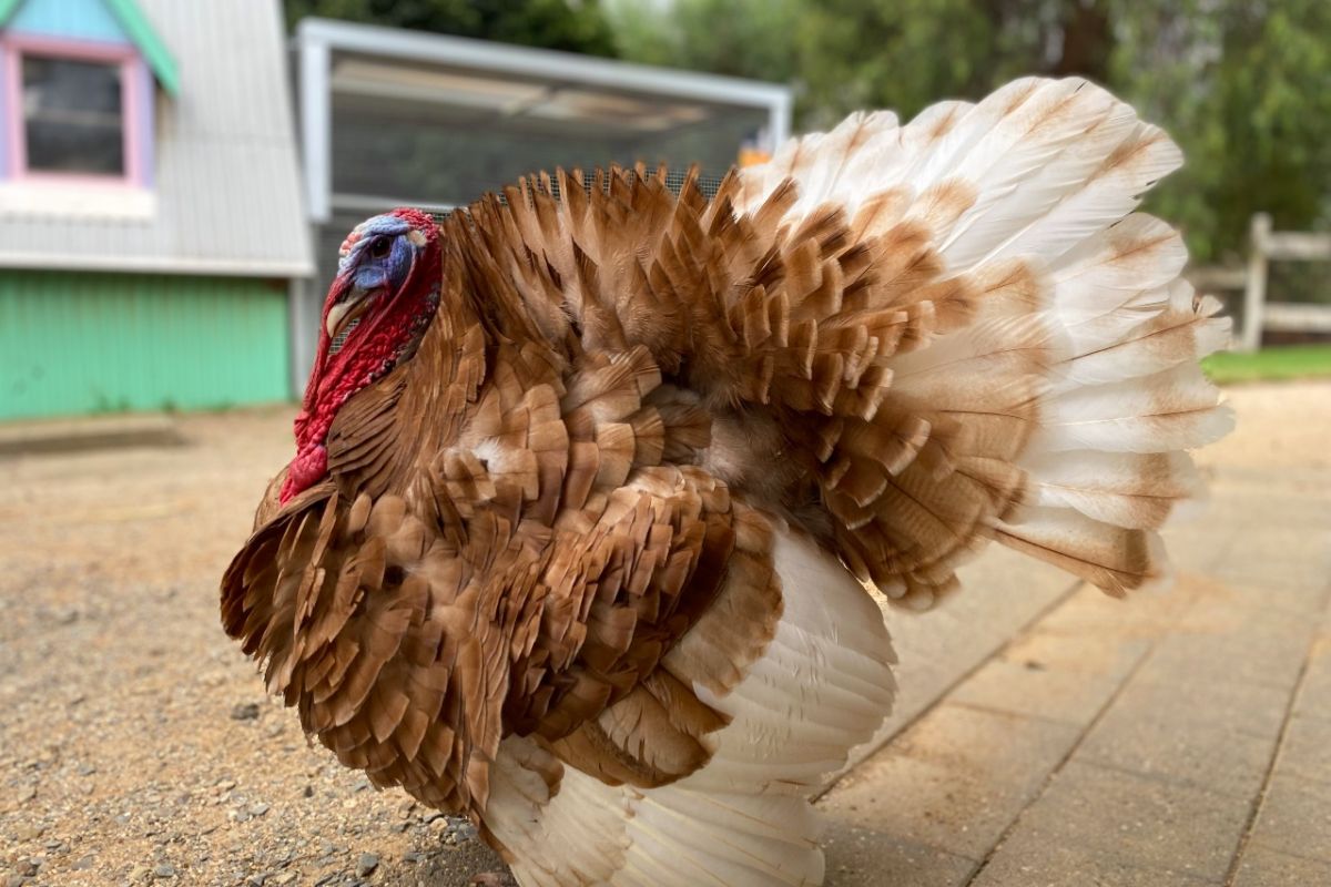 Turkey dancing