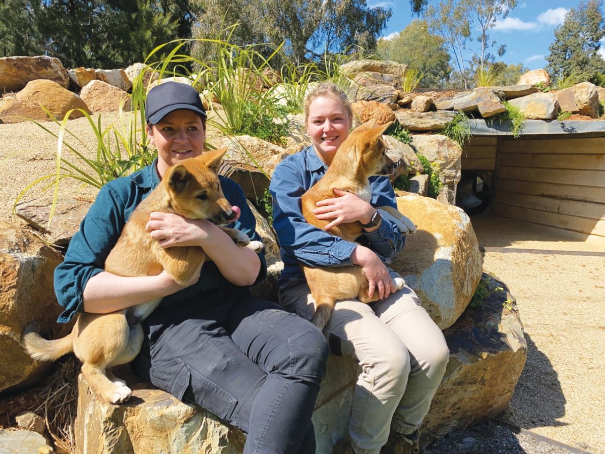 Two women holding two dingo puppies