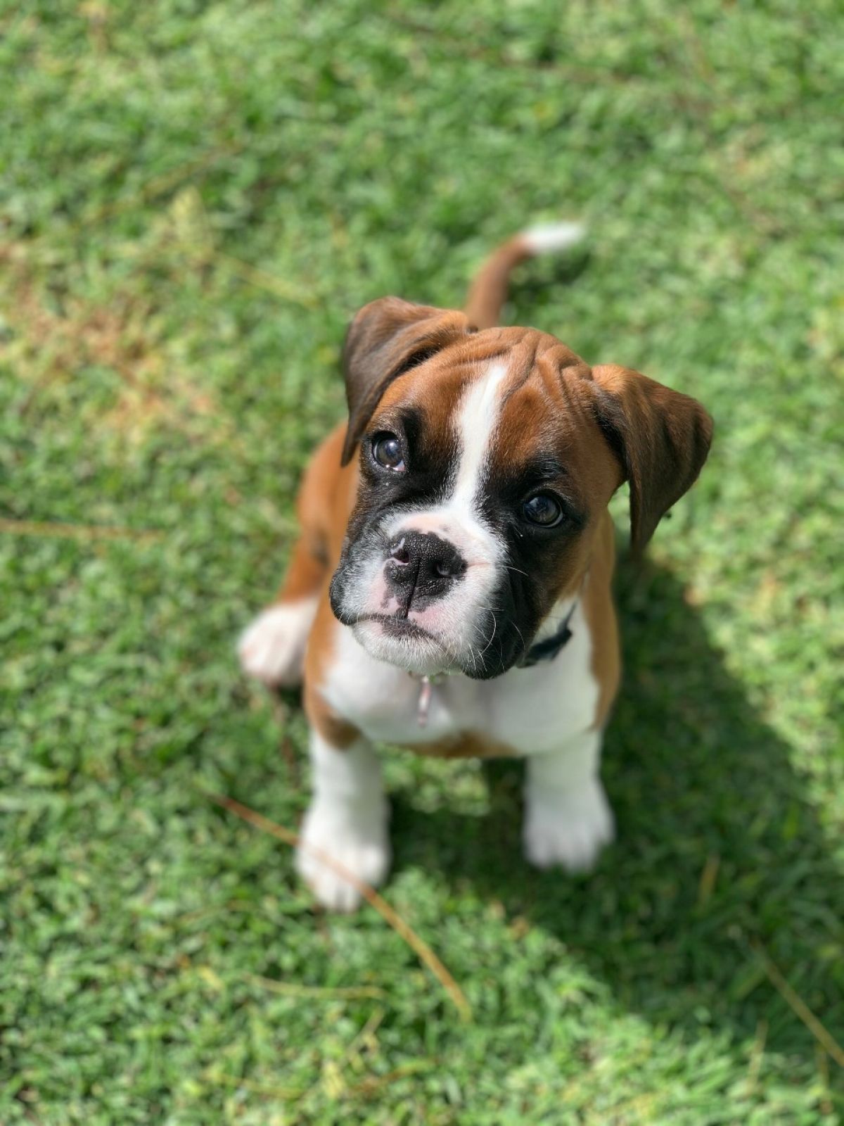 A small puppy looking up from the lawn.