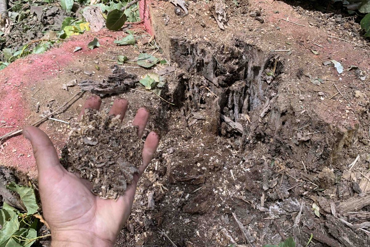 Rotted and hollowed stump of poplar tree