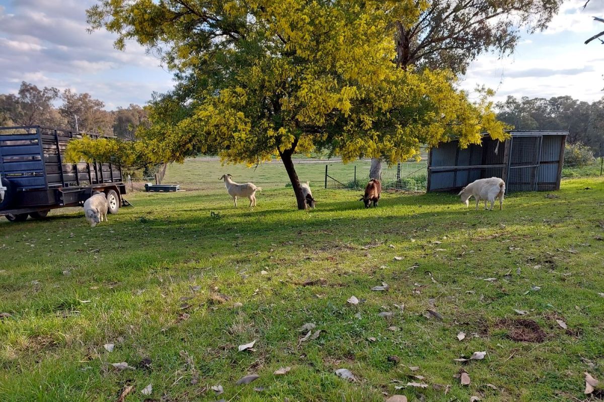 Five goats grazing in a paddock under a large wattle tree.