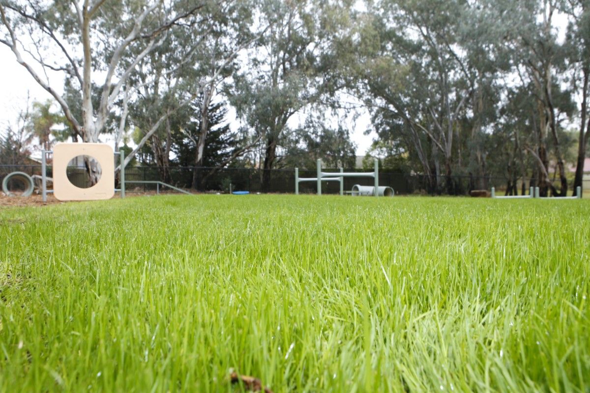 Green grass in foreground with dog agility equipment in the background.