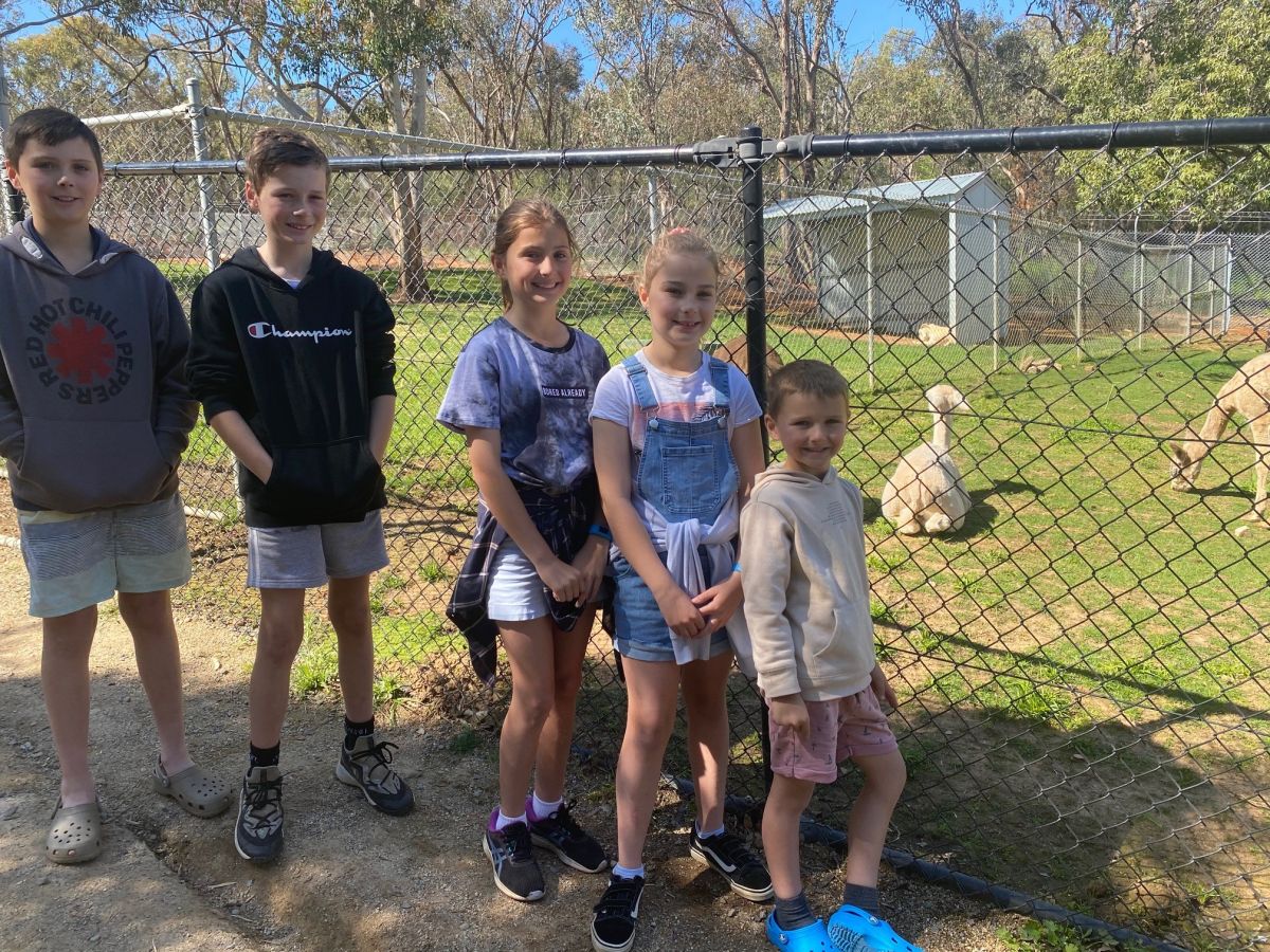 5 kids standing beside fence with alpacas in background