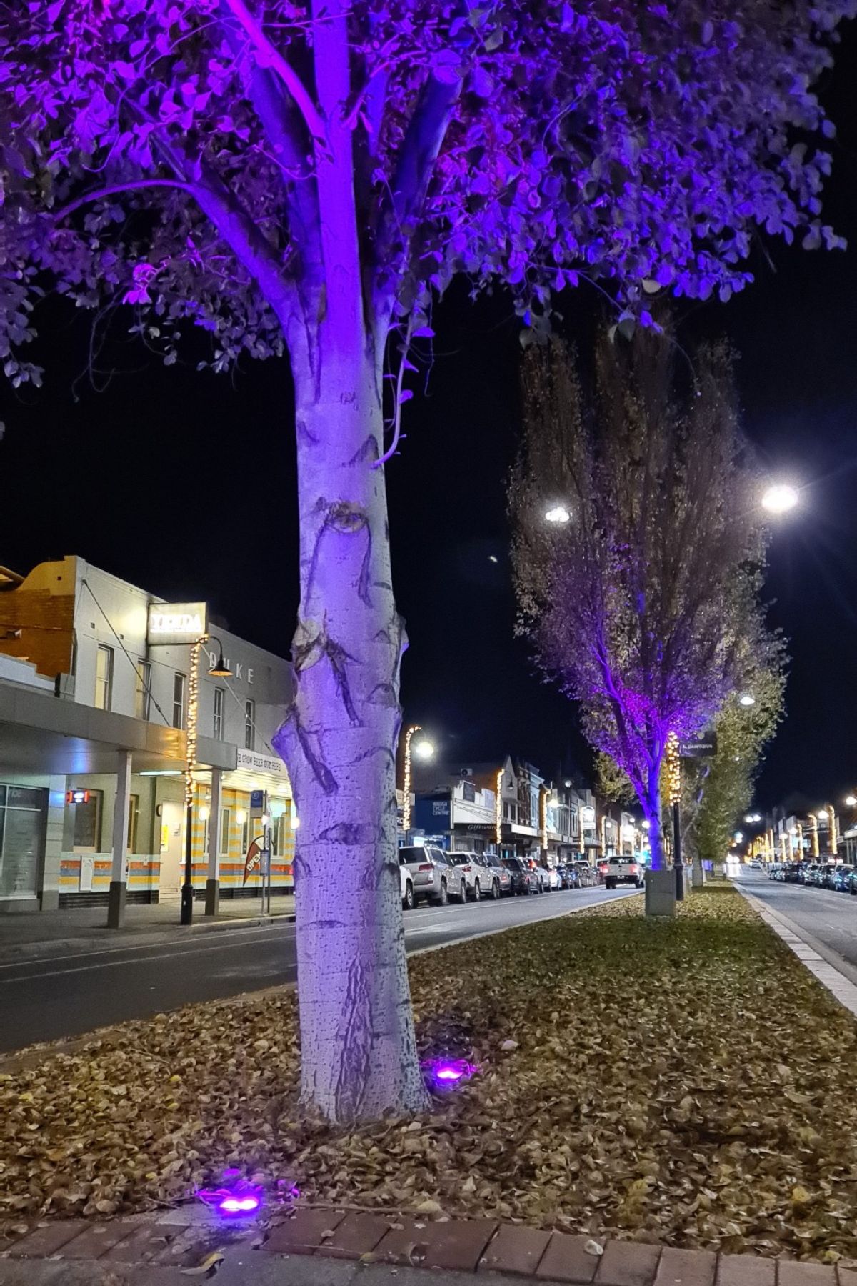 Tree in main street bathed in purple uplighting