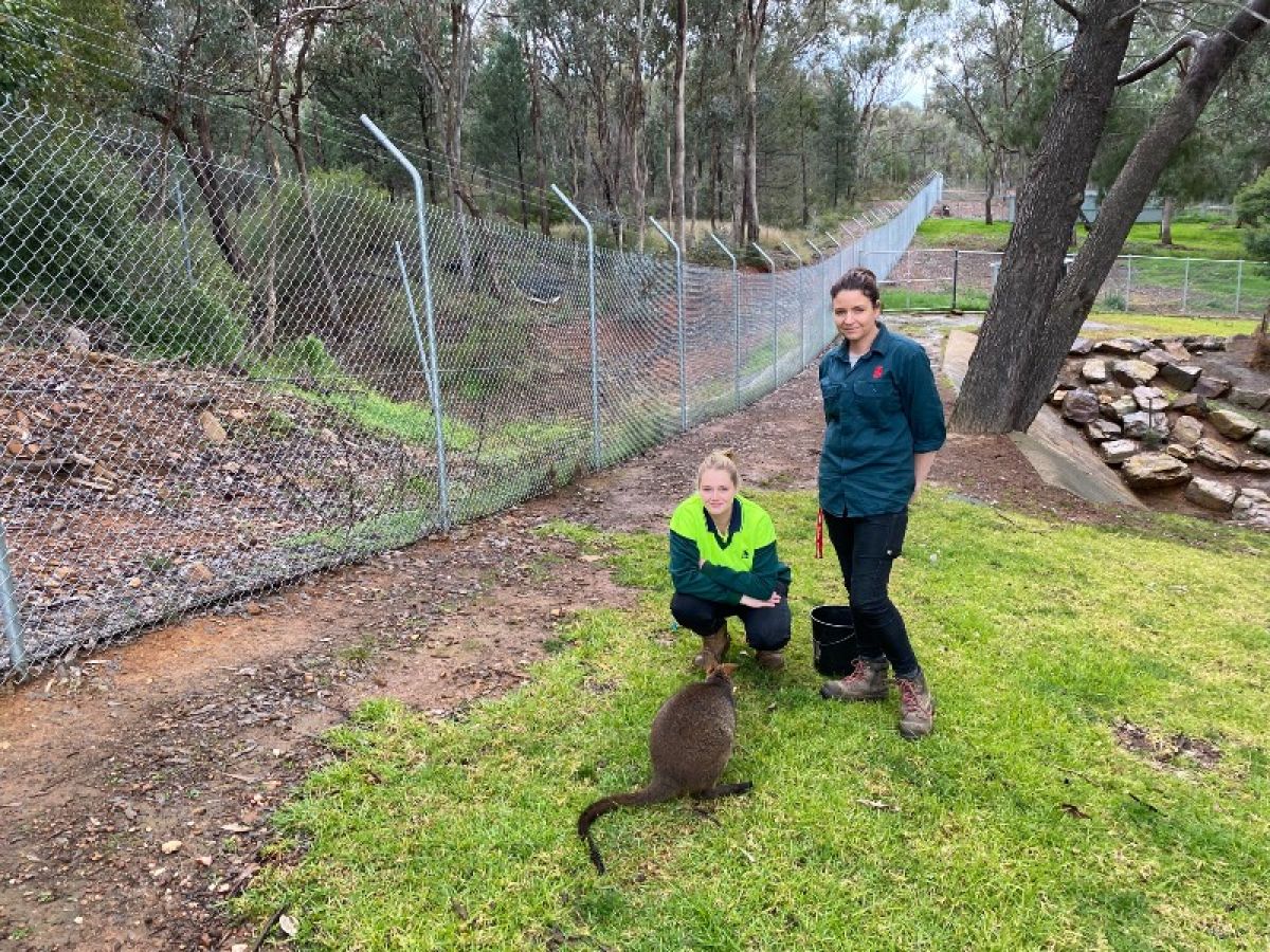 Two zoo curators with a swamp wallaby