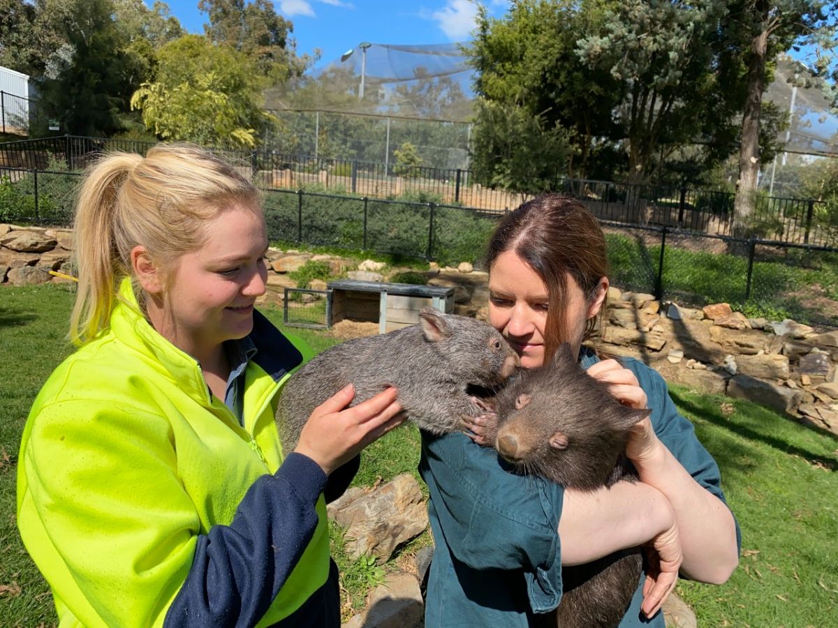 Two women holding two baby wombats