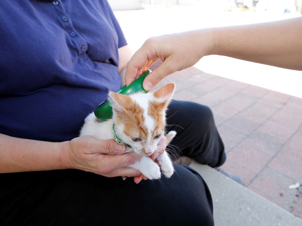 A kitten is held in a woman's lap as another woman scans for a microchip