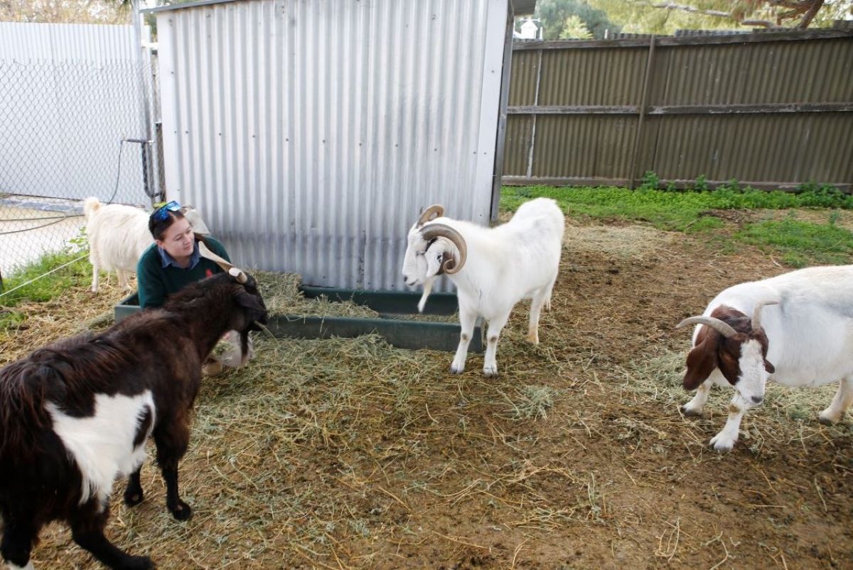 A young woman with 4 large goats in a fenced off area. 