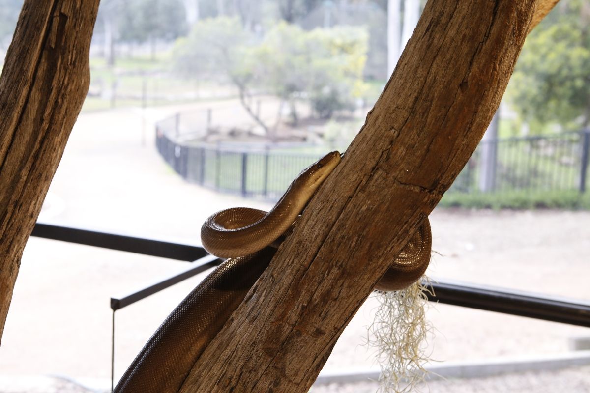 Arnold the Olive Python ascending the climbing branch in his new enclosure.