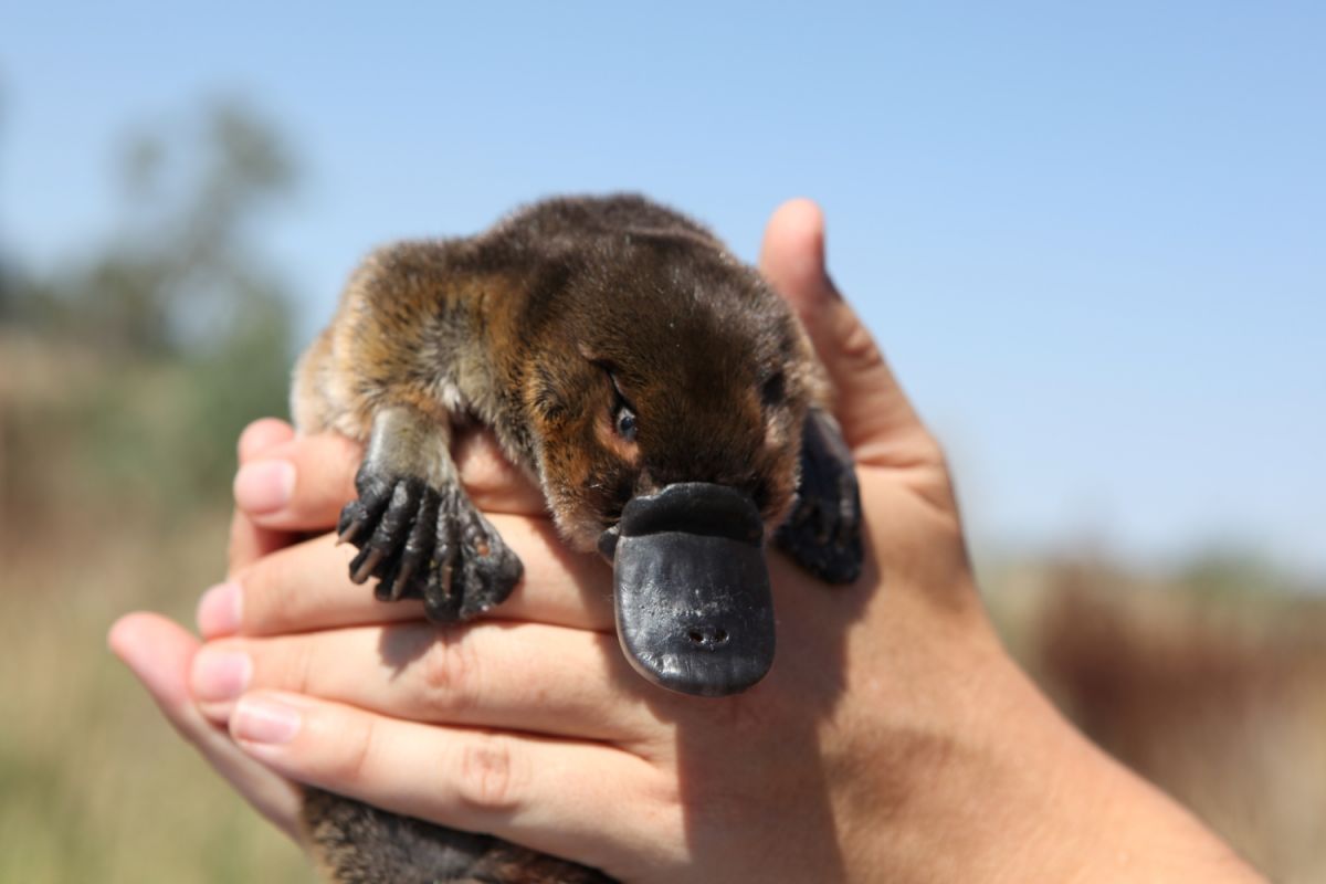 Hands holding a platypus.