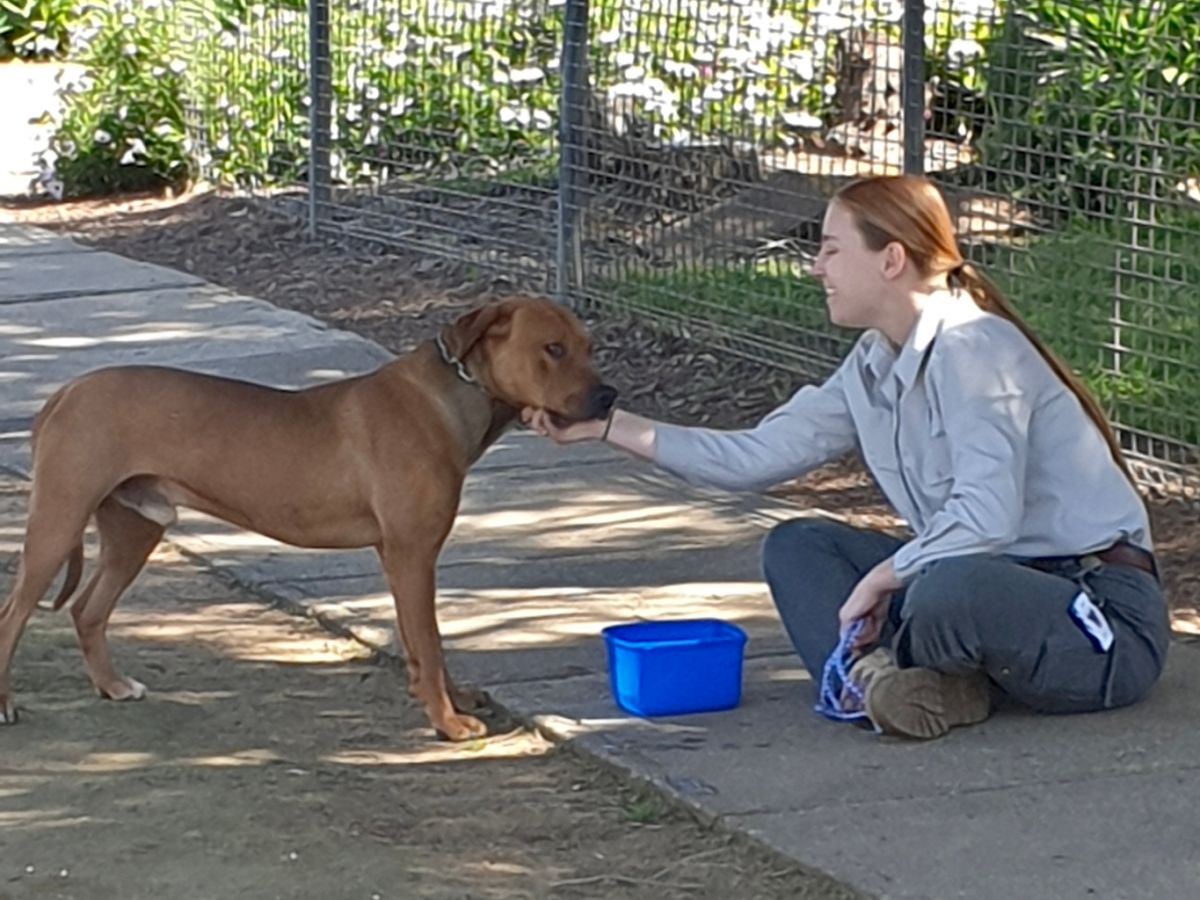 Red dog standingnear footpath, female Council Ranger sitting on footpath, scratching dog under its jaw