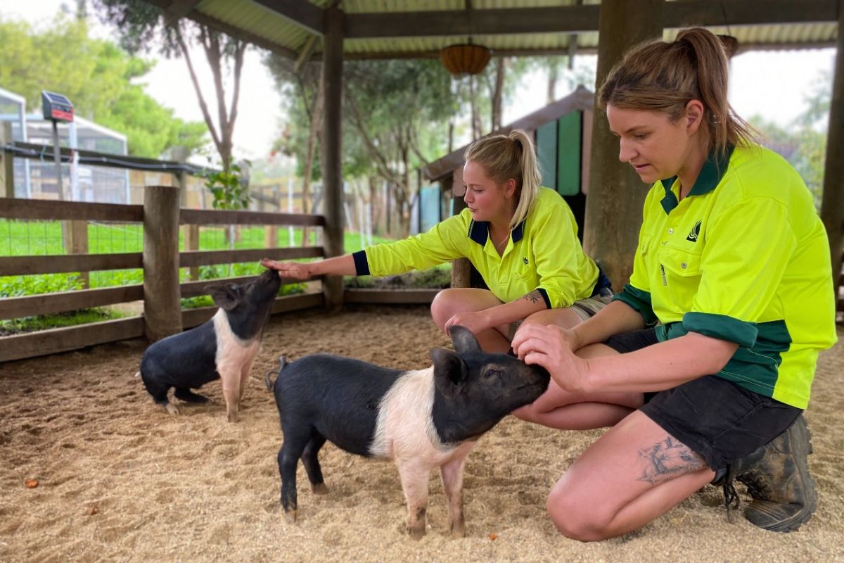 Two piglets being trained to sit by female zoo curators