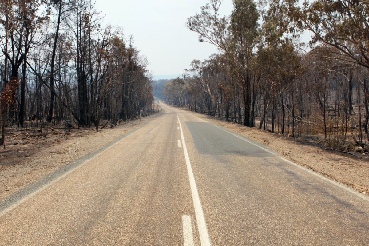 Road with bushfire burnt trees on either side