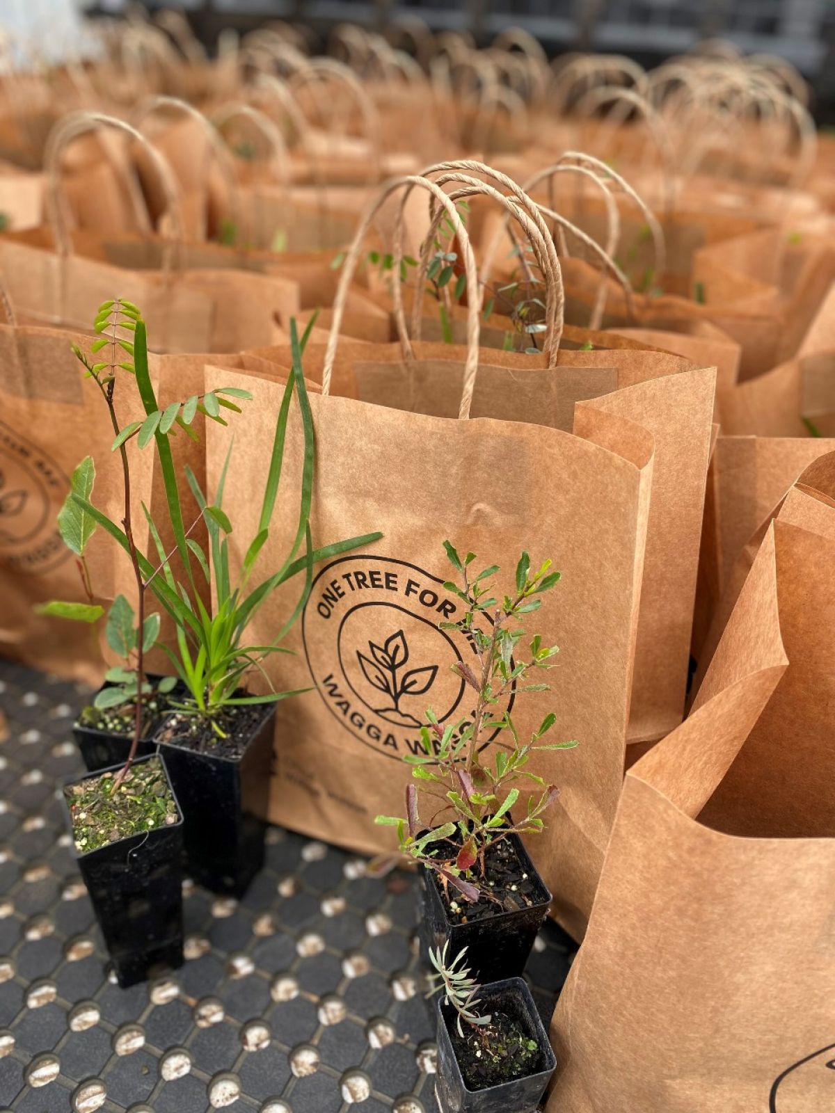 Seedlings in front of paper bags