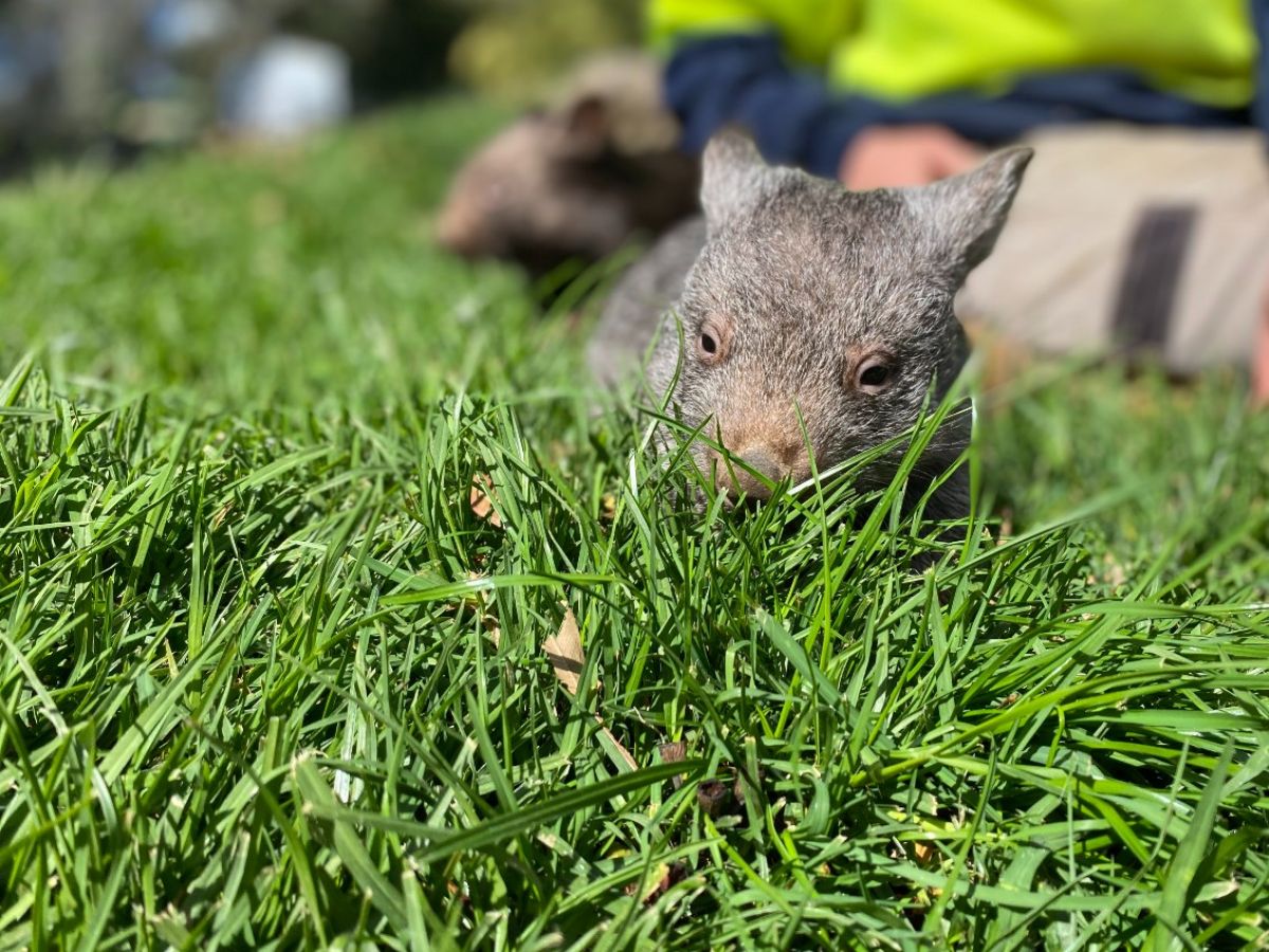 A small wombat eating grass