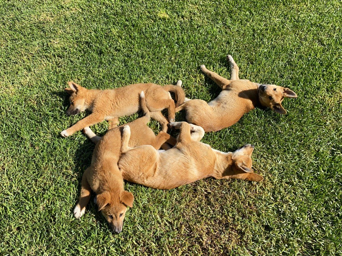 Four dingo puppies lying together on grass at Zoo
