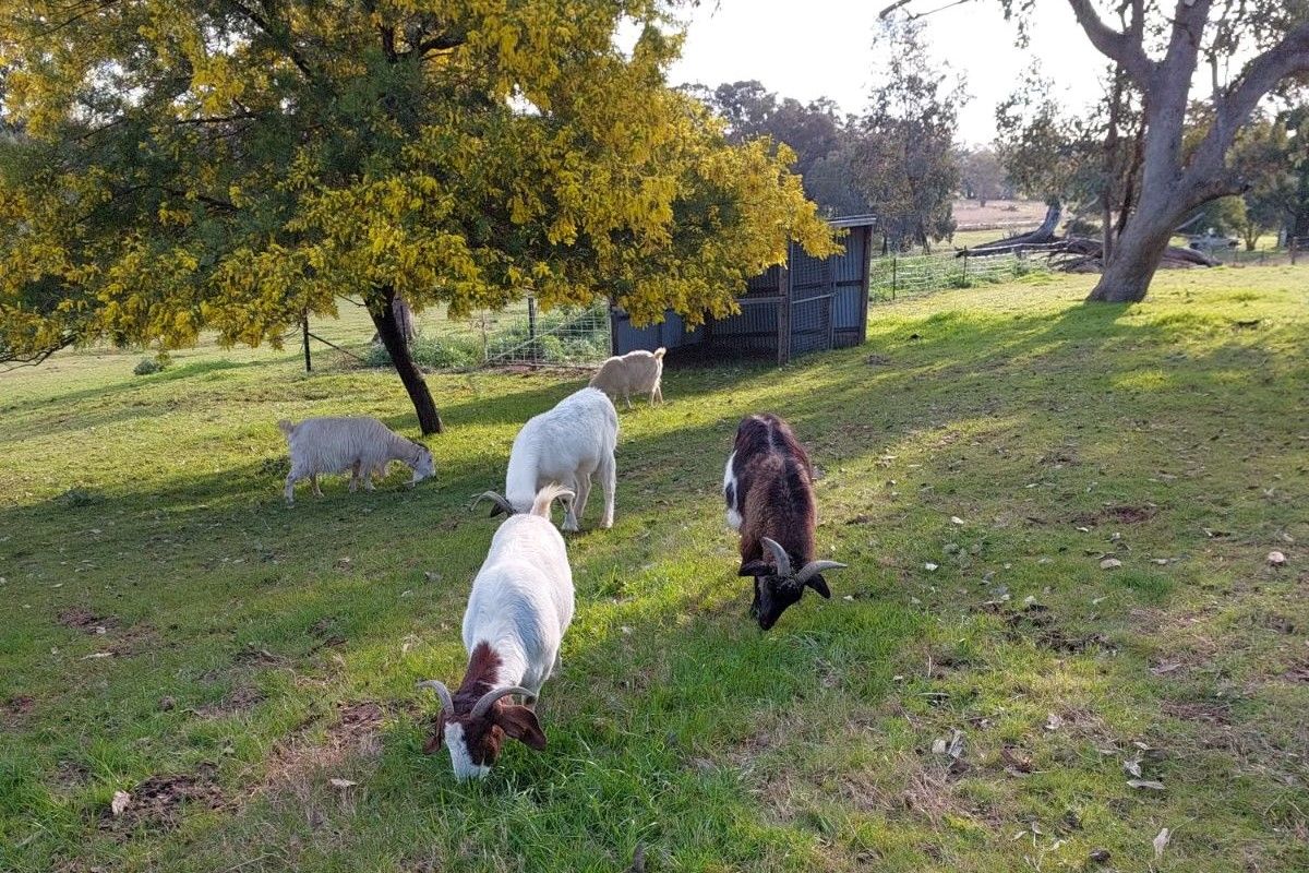 Five goats grazing on some green grass in a small field in front of a wattle tree and tin shelter. 
