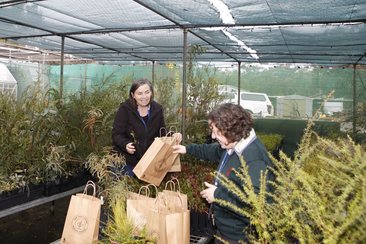 Two women are in a seedling nursery and are packing brown paper bags with seedlings. 