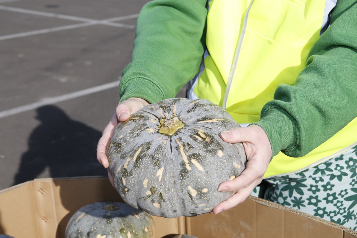 Hands holding a large pumpkin.