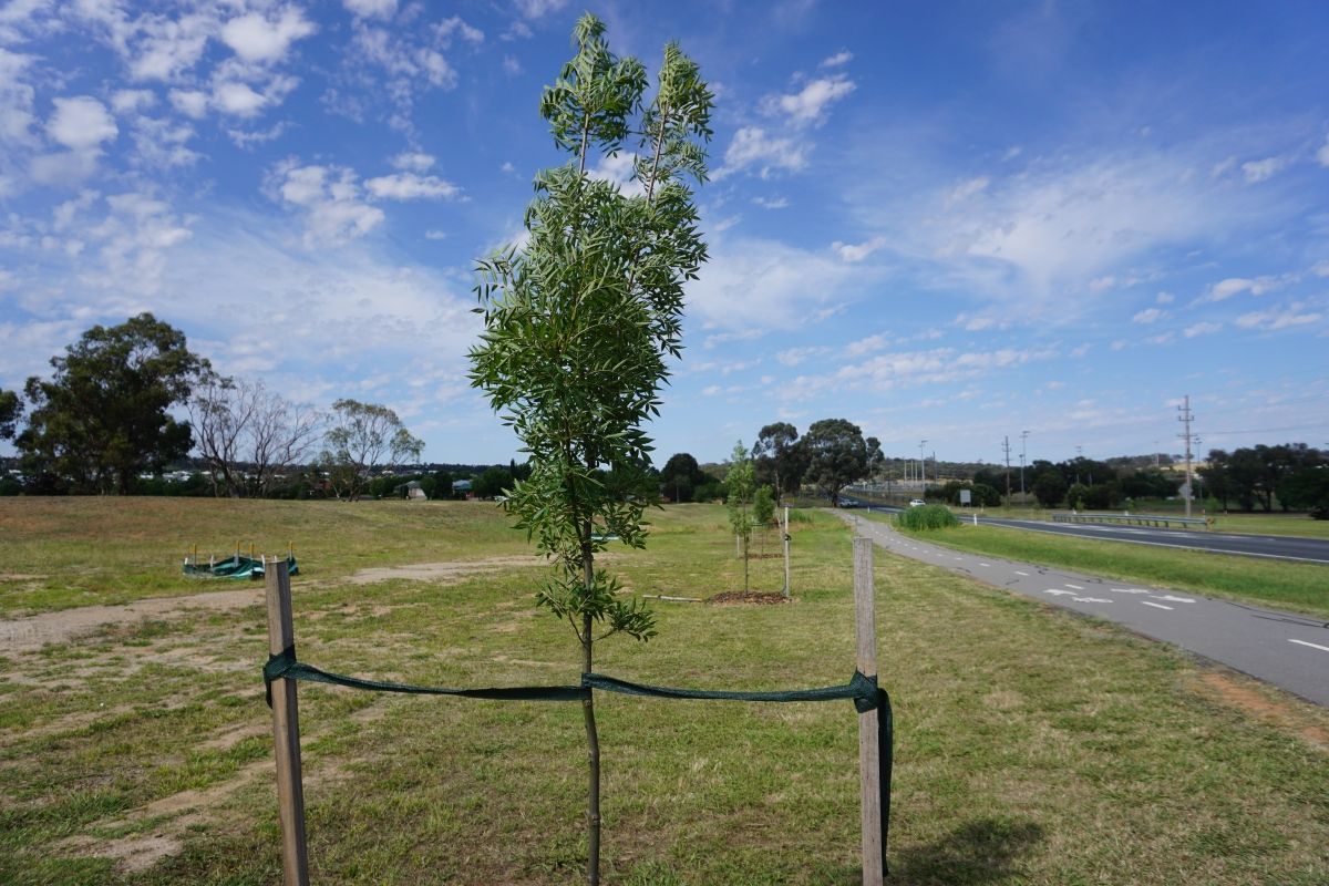 Claret Ash planted along Bourke Road as part of Presentation Way.