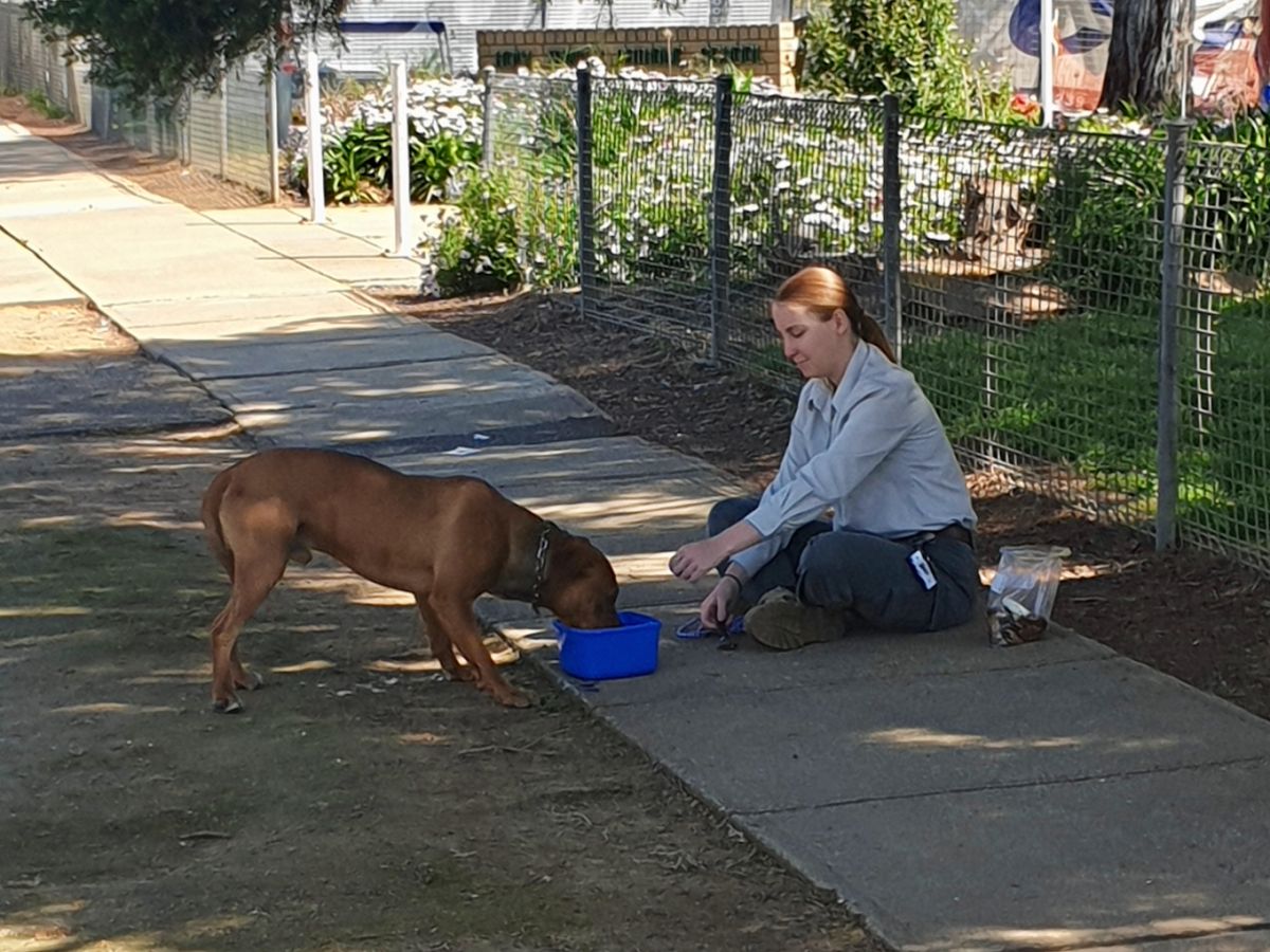 Dog drinking water from old icecream tub, with female Council Ranger sitting on footpath nearby