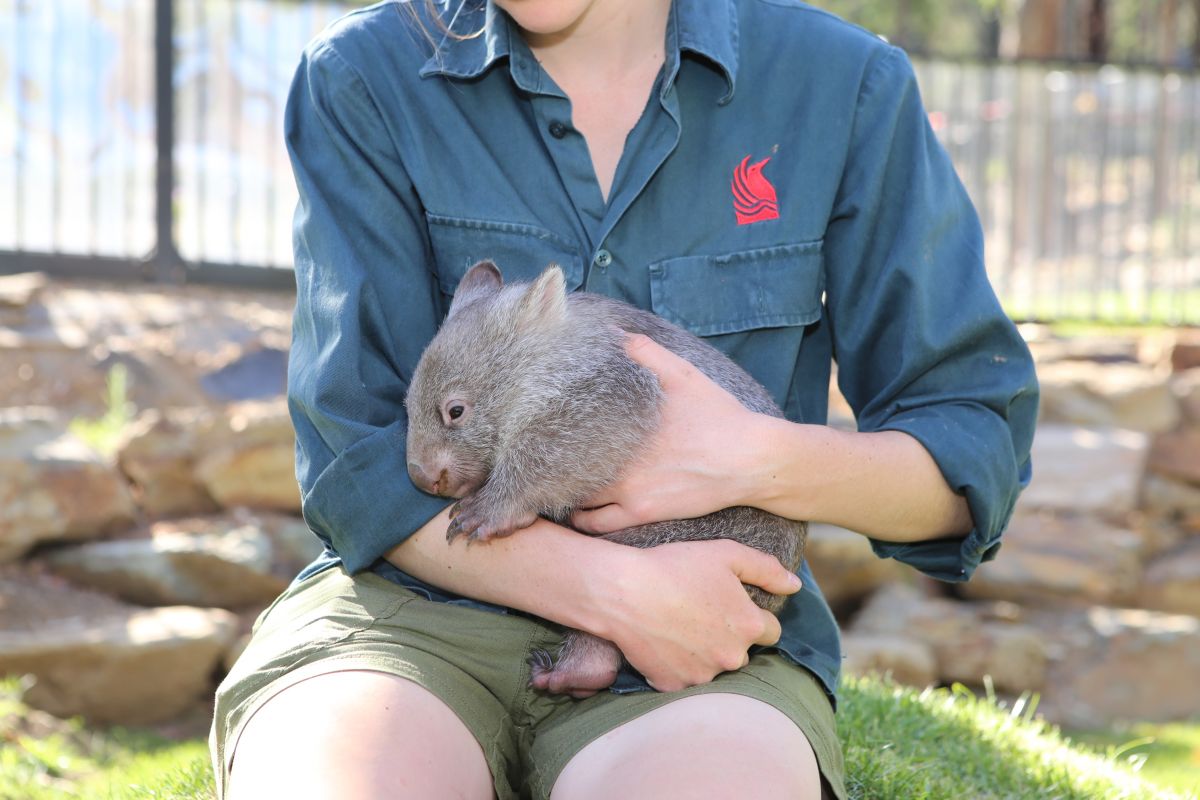 young wombat being held on lap of female zoo officer