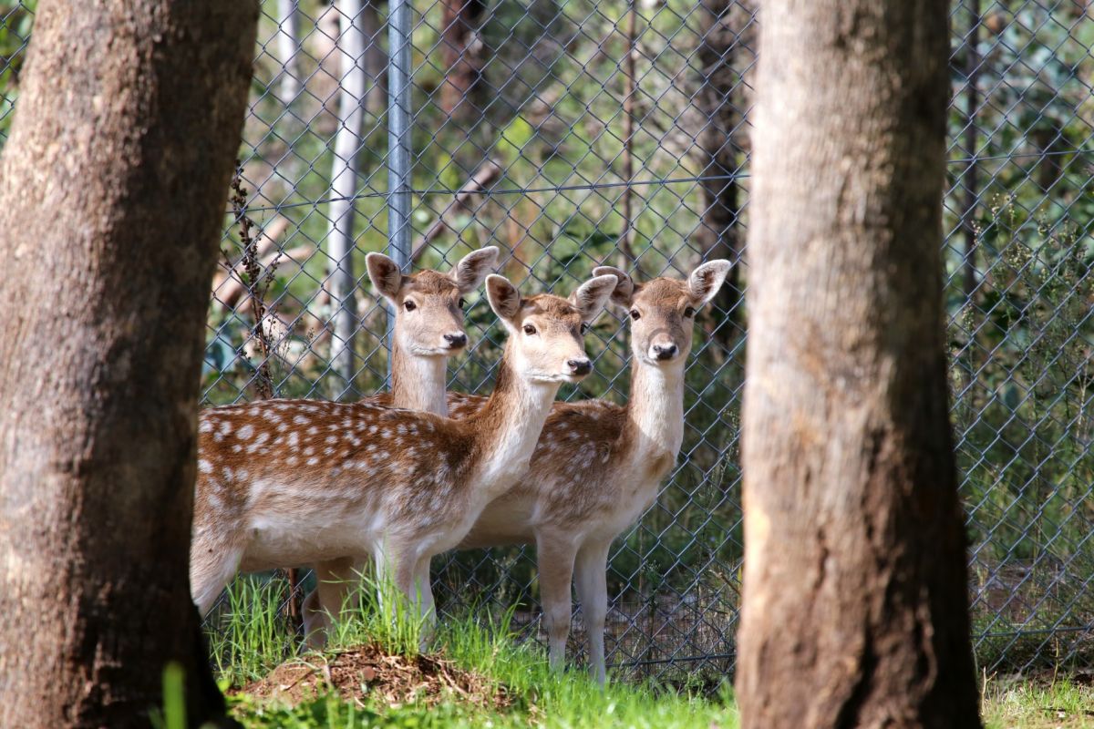 Three spotted deer does in enclosure