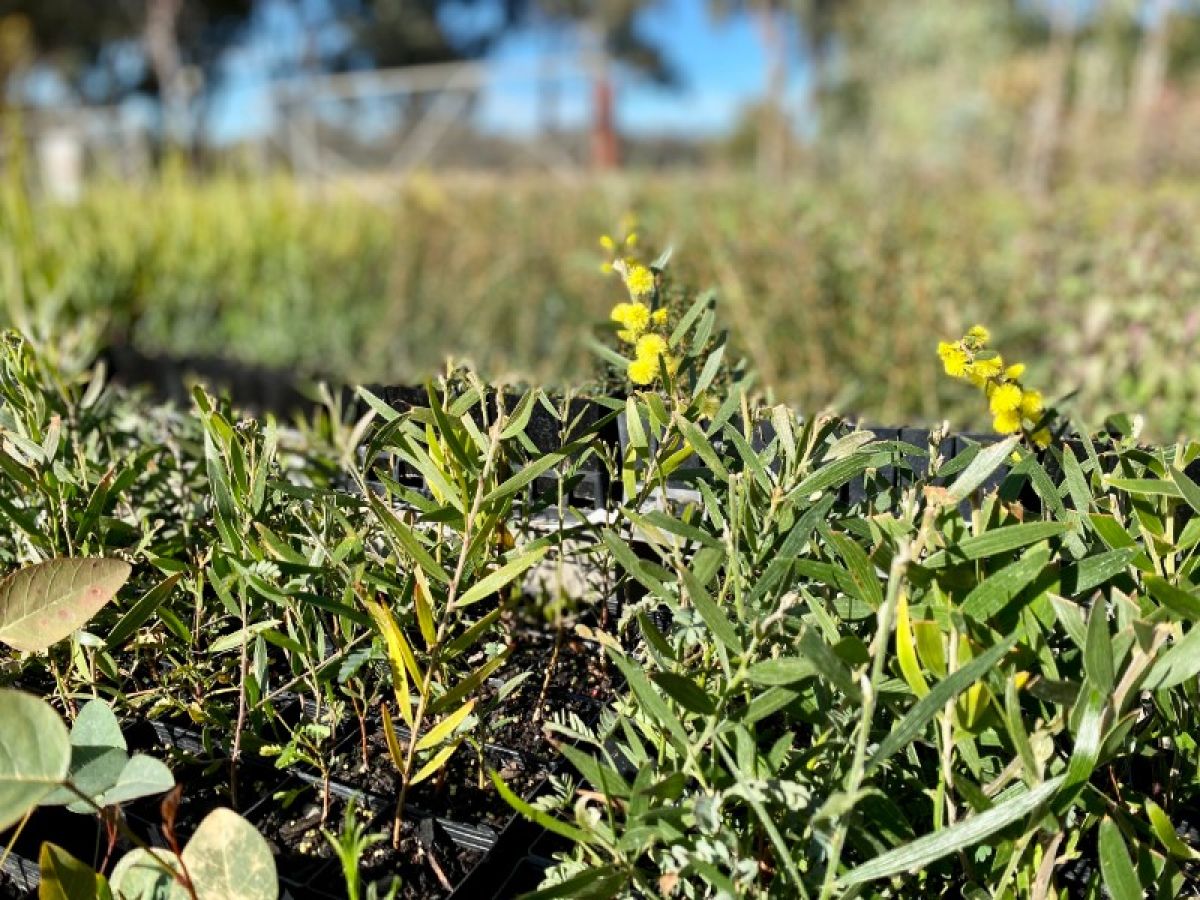 Close-up of seedlings