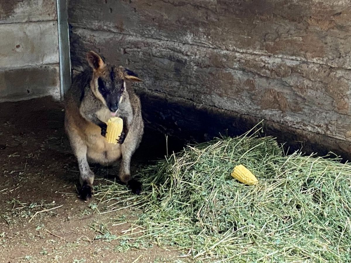 Swamp wallaby with an injured ear and eye eating a corn cob