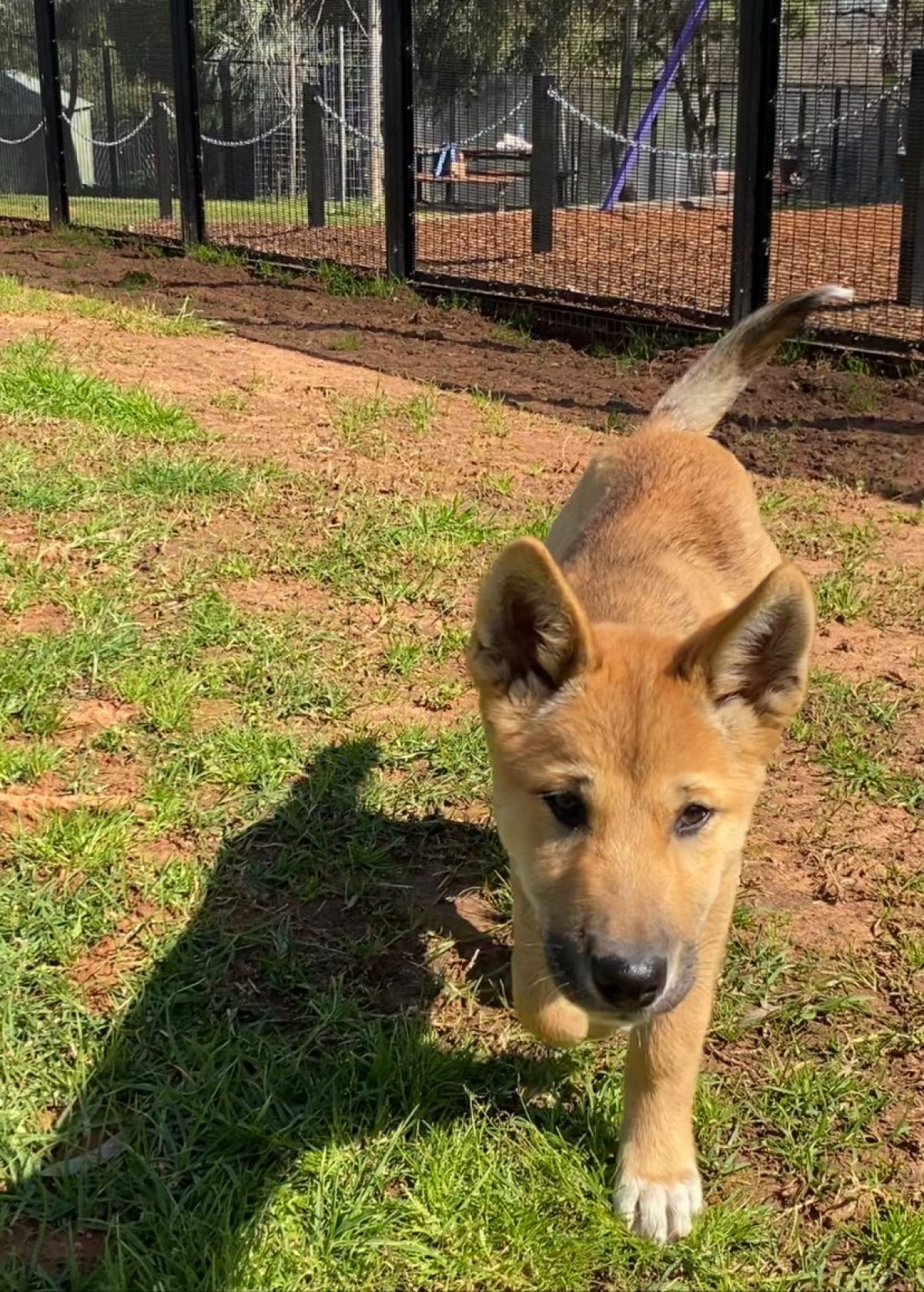 A dingo puppy