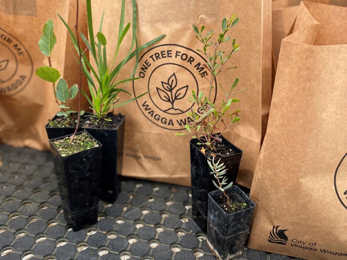 Seedlings on bench in front of One Tree for Me bags 