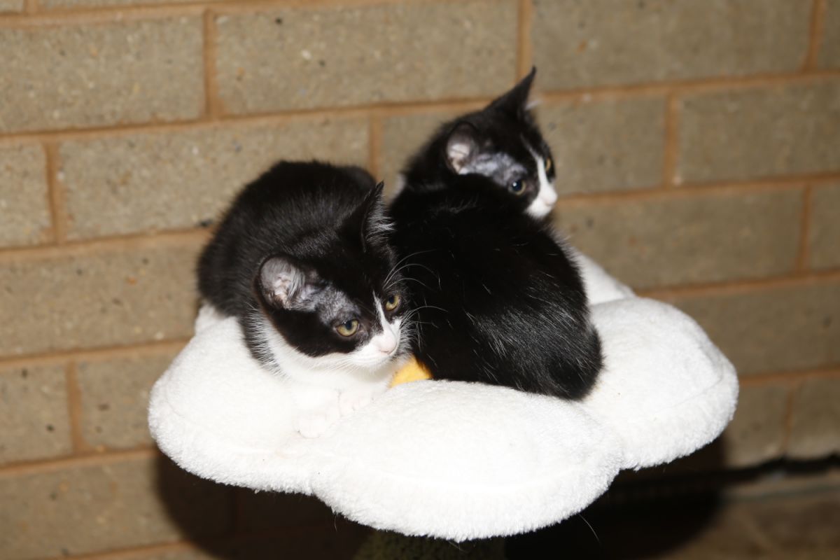 Two black and white kittens are curled up together atop a flower shaped pedestal.