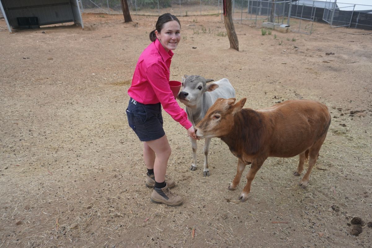 Council Zoo Keeper Sophie Galvin  with miniature cattle Stanley and Basil