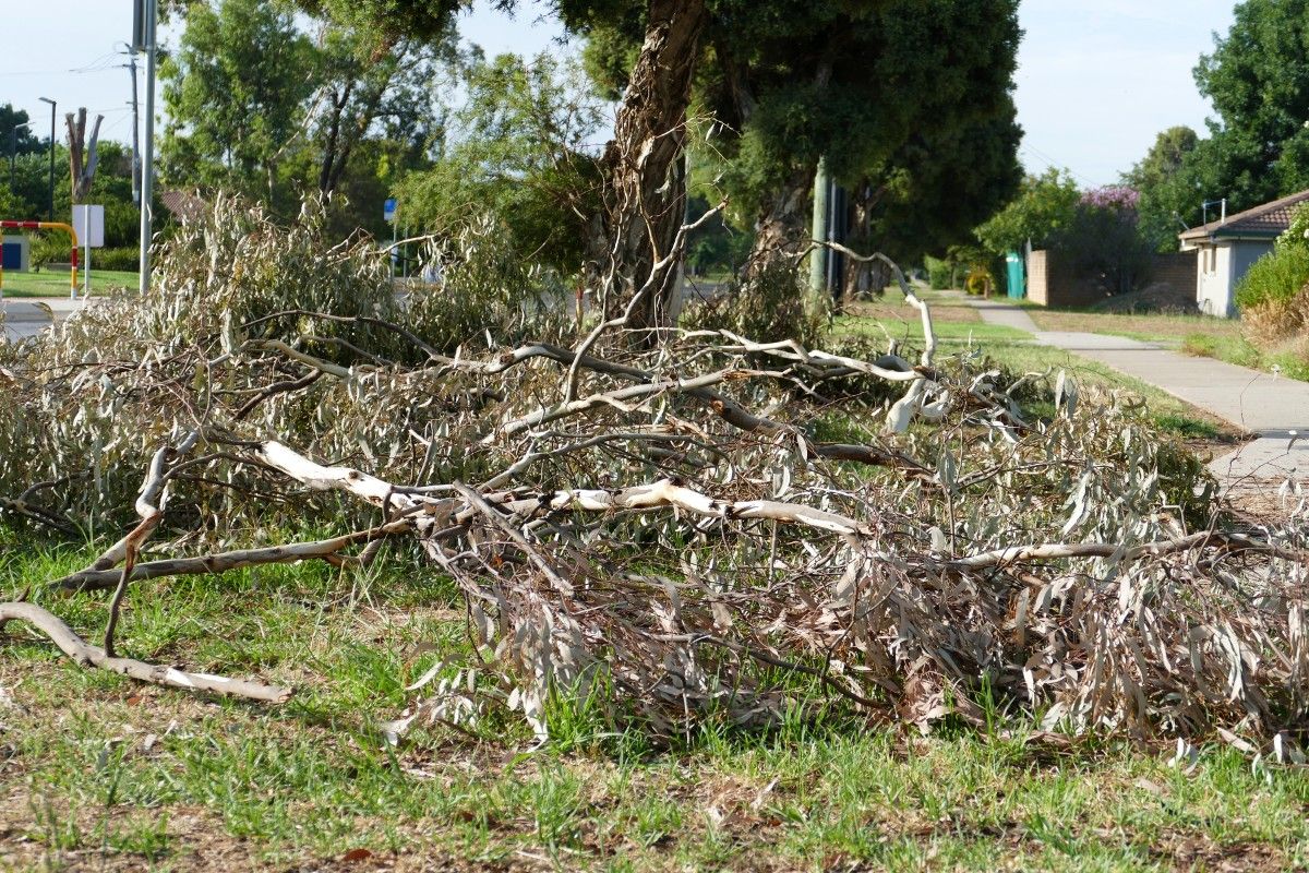 Fallen branches of a gum tree on the nature strip, next to a footpath in a suburban area.